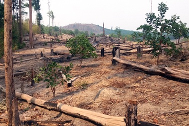 Mất hơn 240 ha rừng, Sở báo cáo do “dân lấn chiếm” (!?)