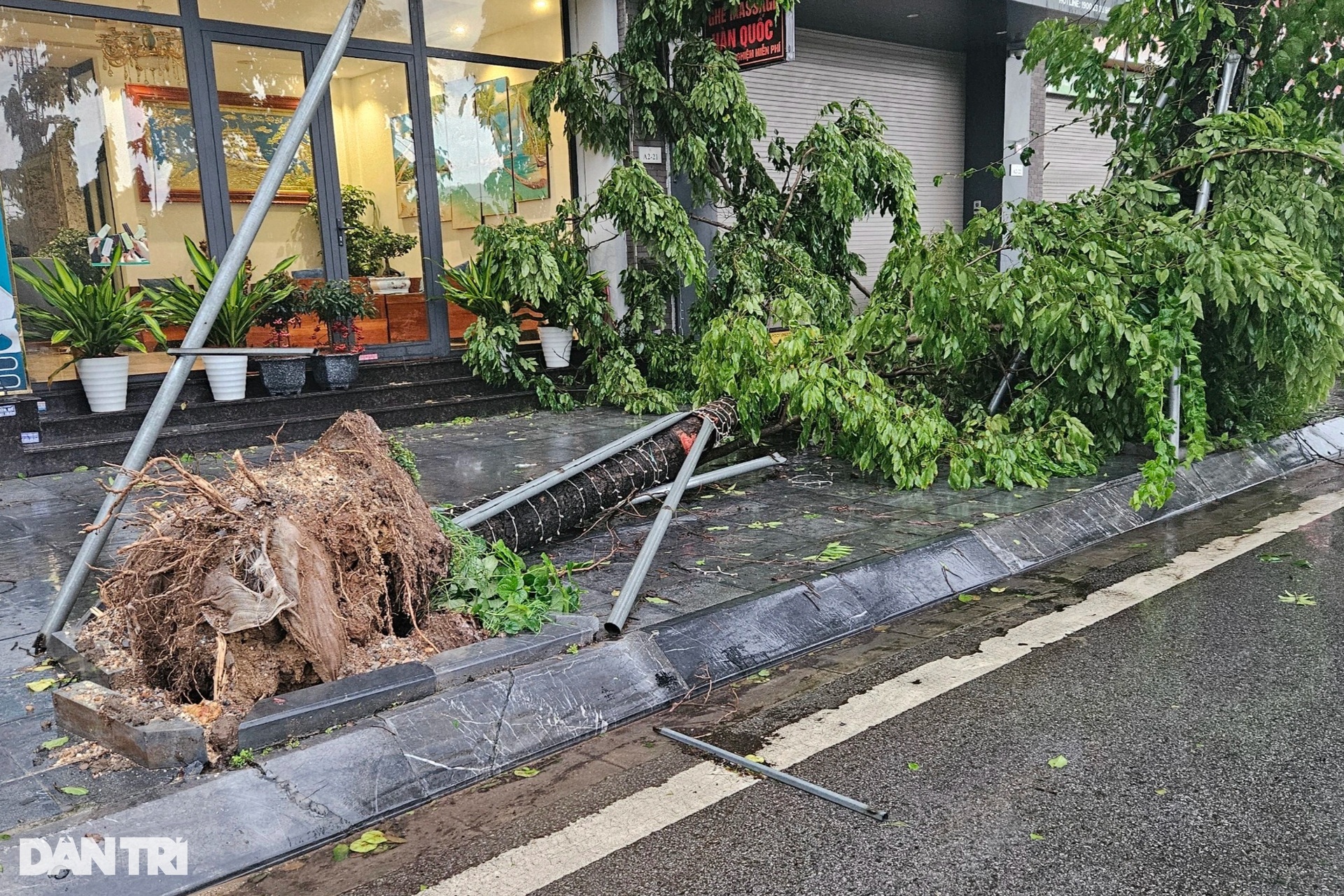 View - Trees uprooted as Storm Prapiroon sweeps through Quang Ninh | DTiNews - Dan Tri International, the news gateway of Vietnam