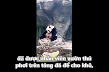 Du khách bật cười trước hình ảnh gấu trúc biết dùng khăn tự lau chùi cơ thể