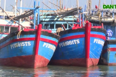 Phú Yên: Hàng trăm tàu cá nằm bờ vì vướng về hạn ngạch khai thác thủy sản