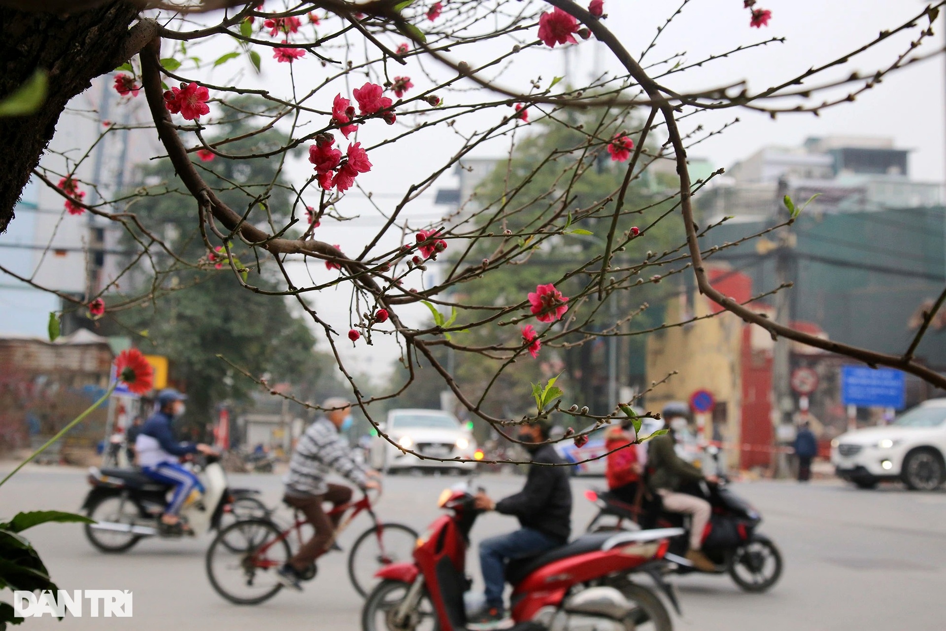 Không khí Tết tràn ngập tại chợ hoa đường Lạc Long Quân - 12