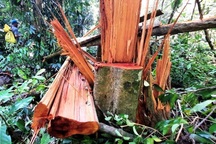 Hàng chục cây gỗ to bị cưa hạ ở rừng phòng hộ xã Trà Bui