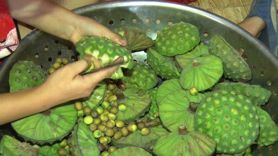 Bỏ cấy lúa sang trồng sen, người dân thu lãi cả trăm triệu đồng - 7 Bỏ cấy lúa sang trồng sen, người dân thu lãi cả trăm triệu đồng - 7
