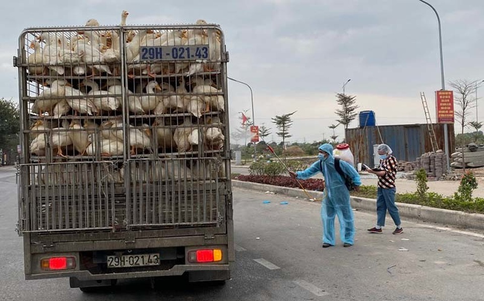 700 nghìn con gà cần bán ngay, dân Hải Dương lo âu từng ngày - 3 700 nghìn con gà cần bán ngay, dân Hải Dương lo âu từng ngày - 3