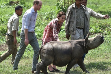 Hoàng tử William và nỗ lực "giải cứu" động vật hoang dã