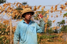 Ứa nước mắt vì 500 gốc chanh dây bị kẻ gian cắt phá, mất trắng trăm triệu