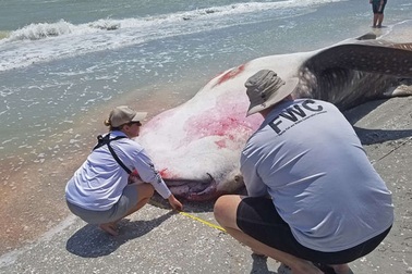 Đợt thủy triều đỏ kinh khủng đang diễn ra Florida