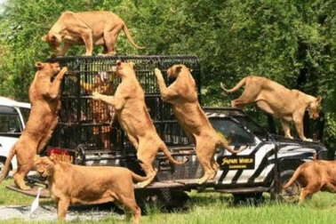 Vườn thú nơi sư tử cắn chết nhân viên bị đóng cửa: Phát hiện nhiều sai phạm