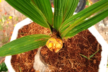Cây dừa "tí hon" 6 tháng tuổi, cao 40cm đã ra hoa, sắp kết trái