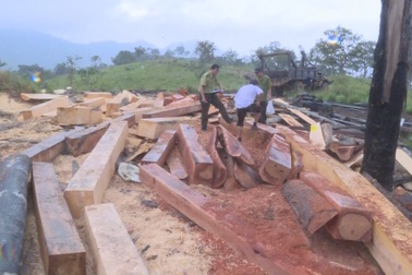 Khởi tố, bắt giam 10 đối tượng tham gia phá rừng