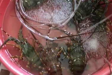 Giải cứu tôm hùm 300 nghìn đồng vẫn lãi vài trăm nghìn đồng/kg