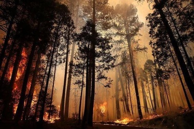 Sự ấm lên toàn cầu có thể ngăn không cho rừng tái sinh sau khi cháy rừng