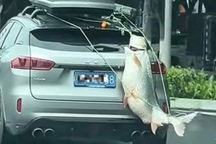 Câu được con cá dài 1m, người đàn ông treo cá vào xe đi khoe khắp phố