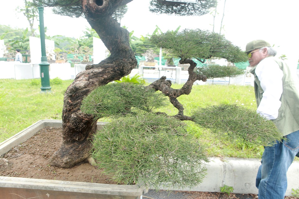 Mê mẩn với cây phi lao dáng mẹ che con, khách mua không muốn rời chân - 9 Mê mẩn với cây phi lao dáng mẹ che con, khách mua không muốn rời chân - 9