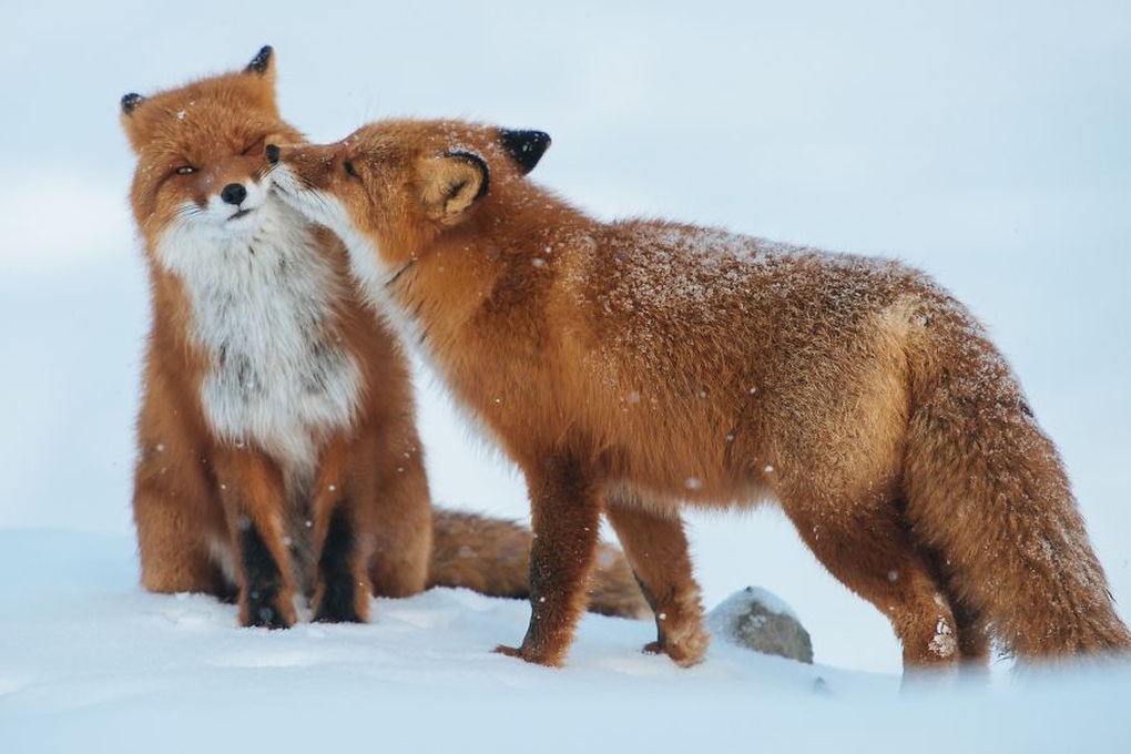 The fox couple is sharing a kiss.