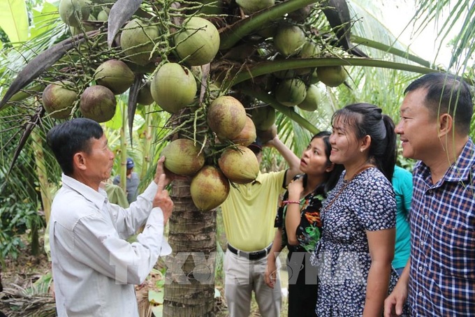 Thụy Điển cần nhập khẩu nước dừa đóng chai - Ảnh 1.