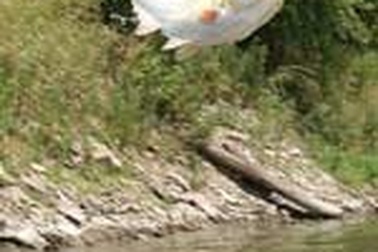 Cơn mưa cá lạ lùng ở Ấn Độ