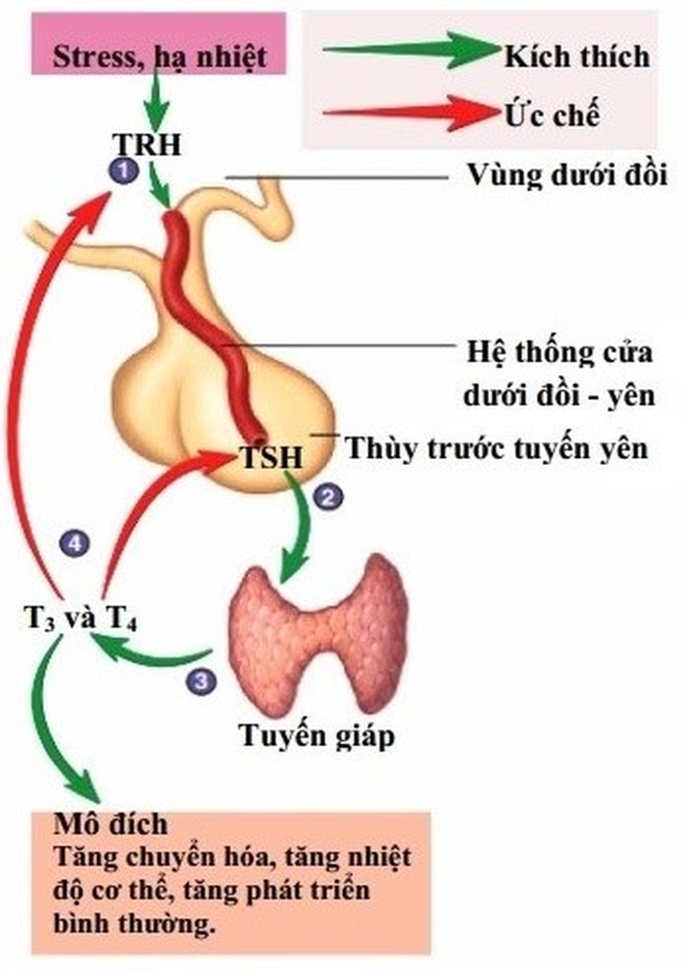 Định lượng TSH là gì? - 1 Định lượng TSH là gì? - 1