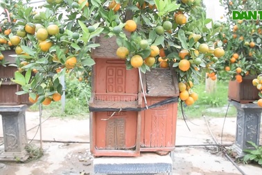 Độc đáo quất bonsai trồng trong nhà rông, nhà phố cổ Hà Nội