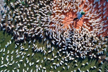 Ngắm ảnh đẹp lung linh của nhiếp ảnh gia Việt giữ kỷ lục trên tạp chí National GeoGraphic