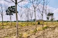 Gia Lai đề xuất chuyển đổi hơn 22.000ha cao su chết, kém hiệu quả