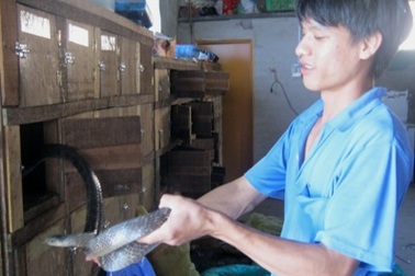 Đầu năm, rắn hổ hèo rớt giá mạnh