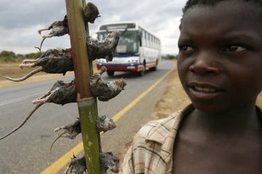 Ghê rợn sở thích ăn chuột nguyên con của người Malawi