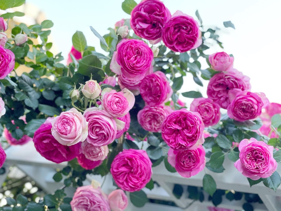 Ngắm vườn ngàn gốc hoa khoe sắc quanh năm của mẹ Việt ở Mỹ - 9