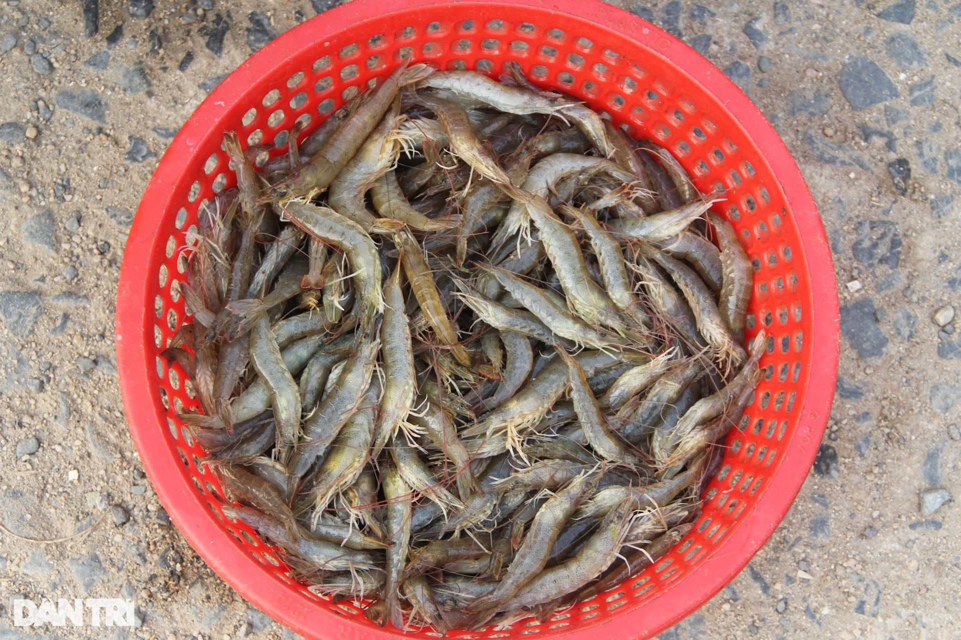 Sau lũ, dân chong đèn săn tôm đất, kiếm nửa triệu đồng ngày giáp Tết - 15 Sau lũ, dân chong đèn săn tôm đất, kiếm nửa triệu đồng ngày giáp Tết - 15