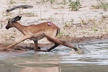 Chó ngoạm cổ, cá sấu cắn chân, linh dương vẫn sống sót thần kỳ