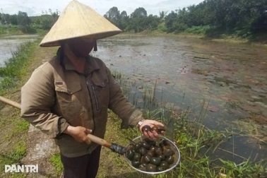 Nuôi ốc bươu giúp nông dân xứ Nghệ đổi đời, thu nhập tiền tỷ