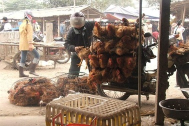 Phân biệt gà ta và gà thải từ Trung Quốc