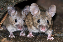 Chuột con được sinh ra từ 2 chuột đực