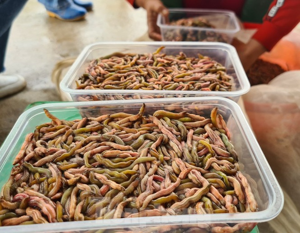 Nông dân Hải Phòng thấp thỏm lo rươi mất mùa - 9