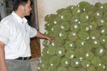 Sầu riêng cũng "dính"... chất gây ung thư!