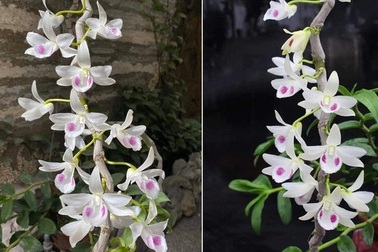 Cục Thuế Sơn La phản ứng trước những thương vụ giao dịch lan tiền tỷ