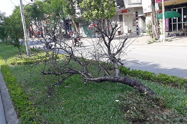 Hà Nội: Hàng loạt gốc đào cổ chết khô trên đường Lạc Long Quân