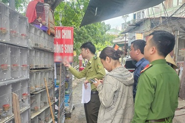 Tạm giữ gần 1.000 chim hoang dã tại 3 cửa hàng ở Hải Phòng