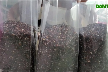 Người phụ nữ U70 tạo bất ngờ từ món quà 10kg lúa con trai biếu