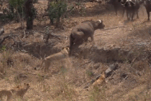 Trâu rừng mắc kẹt khi bị sư tử rượt đuổi và màn "lật kèo" bất ngờ phút cuối