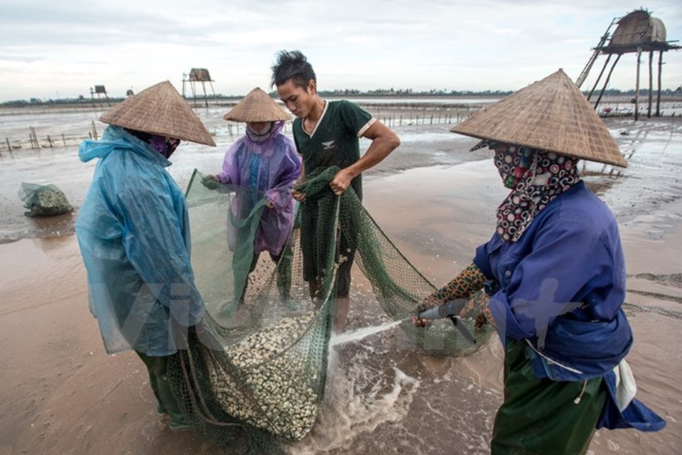 Thái Bình: Kiếm tiền triệu từ nghề cào ngao thuê ở Đồng Châu - 9 Thái Bình: Kiếm tiền triệu từ nghề cào ngao thuê ở Đồng Châu - 9