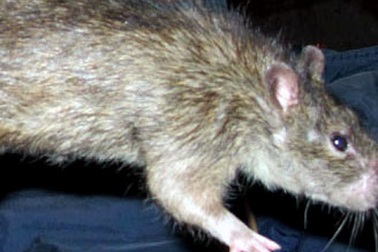 Nhậu... chuột cống! 