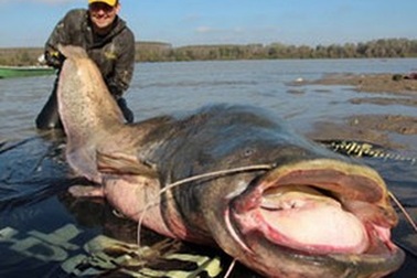 Bắt được cá “khủng” nghi bị đột biến vì nhiễm phóng xạ từ Chernobyl