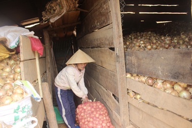 Khan hiếm, hành tây Đà Lạt bất ngờ tăng giá gấp 5 lần