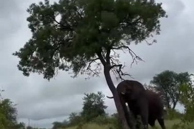 Voi húc ngã cả thân cây chỉ để gãi ngứa