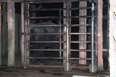 Voi quật chết người: “Chưa có nghiên cứu nói voi nhạy cảm với mùi nào”