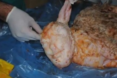 Xôn xao chú cừu có đầu hình người