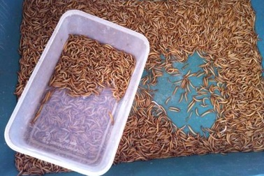 Hiểm họa "ốc bươu vàng mới": Sâu phàm ăn từ Trung Quốc 