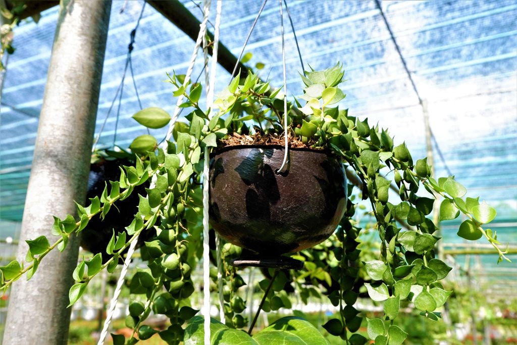 Chuyện về nữ nông dân tỷ phú làm giàu từ cây cảnh treo - 4