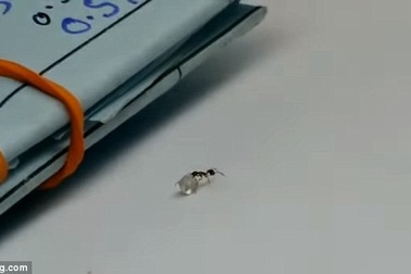 Thú vị clip "tố" con kiến "trộm" kim cương trong tiệm trang sức